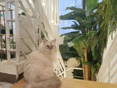 -喵喵咪呀布偶猫咖(春熙路店)