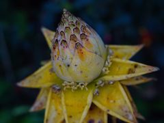 -中国科学院西双版纳热带植物园