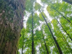 -山王坪喀斯特国家生态公园