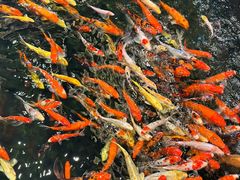 -龙悦湾酒家·八阵鱼生·渔人码头店