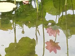 -新江湾城公园