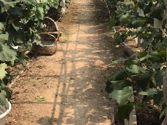 -马陆小张葡萄园农家乐