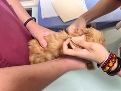 -宠福鑫康馨动物医院·骨科·眼科