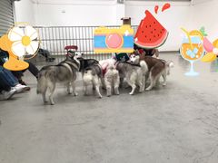 -星多哈·狗咖·拼豆·咖啡
