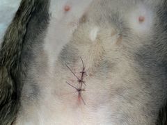 -顺强宠物诊所·狂犬免疫·夜诊·骨科(嘉定店)
