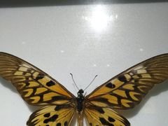 -上海昆虫博物馆