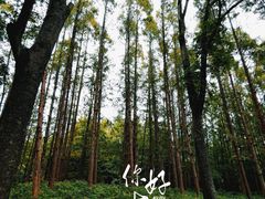 -上海共青森林公园