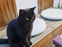 -喵屿·大理花园猫咖