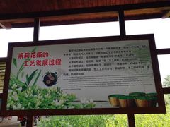 -中华茉莉园