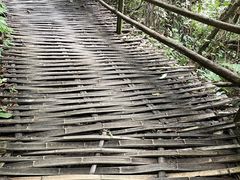 -西双版纳原始森林公园