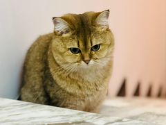 -申普宠物医院·心脏介入·心血管微创(总院)