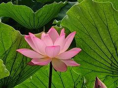 -荔湾湖公园