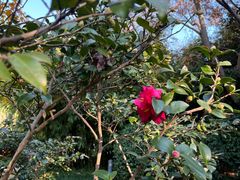 -新虹桥中心花园