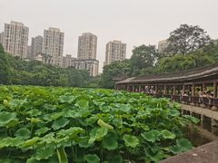 -龙头寺公园