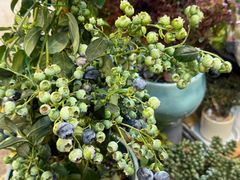 -双季花艺园艺市场(浦东店)