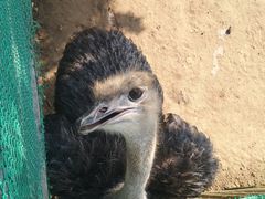 -西霞口神雕山野生动物世界