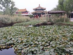 -曹州牡丹园