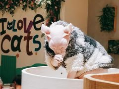 -藏猫猫咖啡主题馆(中央大道店)