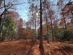 -上海海湾国家森林公园