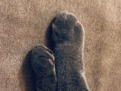 -猫和宫(六道口店)