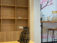 -是阿柴呀！柴犬咖啡·爱喵喵猫咖