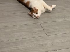 -佳雯宠物医院·皮肤科·内外科(春晓路分院)