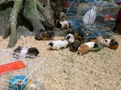 -zoonana室内动物园(东方福来德店)