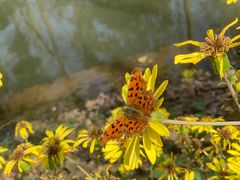 -合肥滨湖国家森林公园