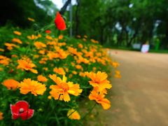 -西湖风景区-江洋畈生态公园