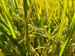 -清远鱼水旅游风景度假区