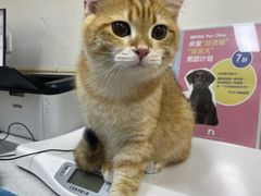 -爱洗澡的猫(天河路店)