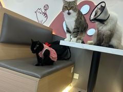 -喵园·猫主题咖啡厅·撸猫·猫咖(国贸店)