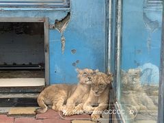 -大连森林动物园