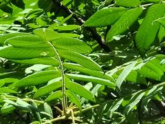 -云岫谷游猎自然风景区