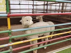 -南宫五洲植物乐园