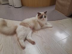 -猫和宫(六道口店)