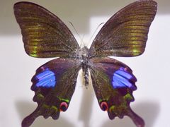 -上海昆虫博物馆