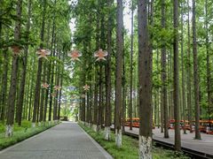 -黄海国家森林公园