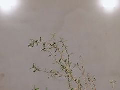 -小团圆糖水铺(襄阳南路店)