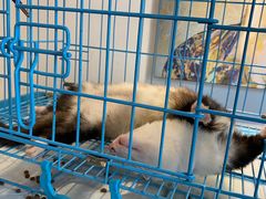 -浣熊柯尔鸭土拨鼠·电玩咖