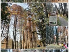 -中国科学院华南植物园