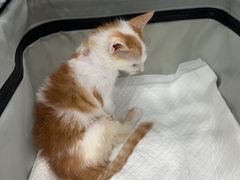-安安宠医宠物医院·异宠·犬猫内科(岳阳分院)