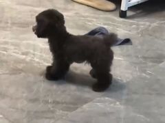 -唐小姐の猫狗洗护·购宠旗舰店(周浦万达店)