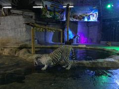 -清迈夜间动物园