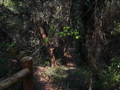 -上海佘山国家森林公园天马山园