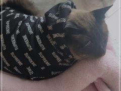 -飞行喵MR PILOT|猫舍·猫咖(静安大融城店)