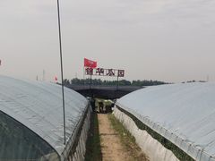 -庞各庄西瓜蔬菜采摘园·锦华瓜园