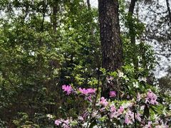 -铁山坪森林公园