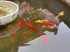 -五凤溪古镇