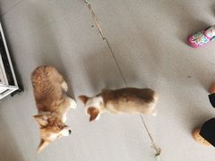 -我爱猫咪·猫咖·狗咖·安哥拉兔·羊驼咖(小寨华旗店)